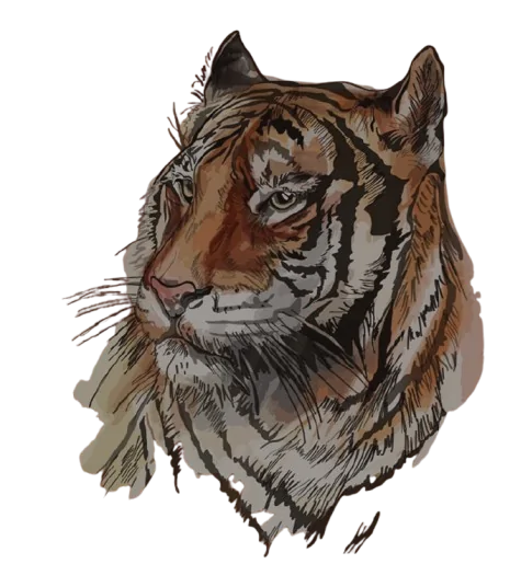Tiger in Jim Corbett